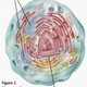 Babies inherit the DNA stored in mitochondria solely from their mothers.